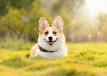 Video: Corgis sprint, bark and dress up on race day in Vilnius, Lithuania – The Globe and Mail