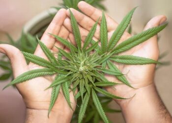 Plea Deals Reveal Logistics of Smuggling Macedonian Marijuana into Serbia – Balkan Insight