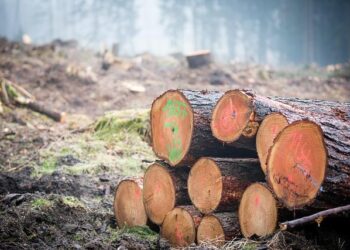 ‘We can’t water a forest’: Switzerland is testing a forestry method to protect against wildfires – Le Monde.fr