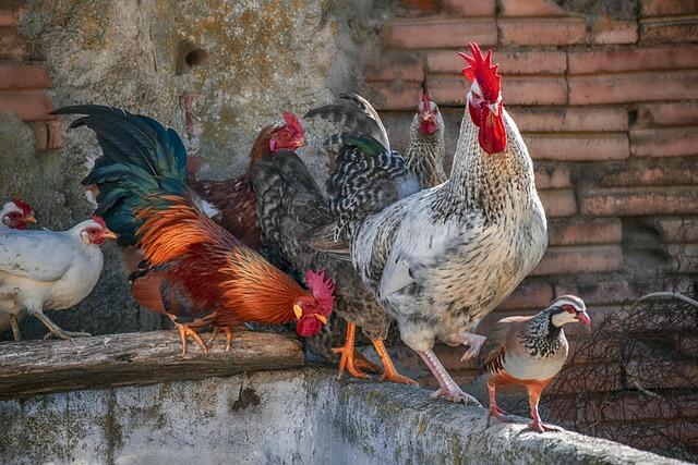 The Role ​of Hens in ⁣Olive Grove Maintenance and Biodiversity