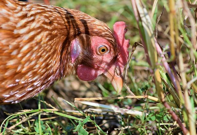 Economic Benefits of Integrating Hens into Agricultural Practices