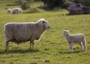 Raising Sheep & Preserving Tradition in the Faroe Islands: Harriet’s Inspiring Journey – MSN