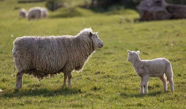 Raising Sheep & Preserving Tradition in the Faroe Islands: Harriet’s Inspiring Journey – MSN