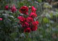 Devastating rainfall hits Spain in yet another flood-related disaster – World Meteorological Organization WMO