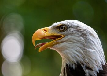 Jersey Proud: Bald eagle egg at Duke Farms hatches – News 12 New Jersey