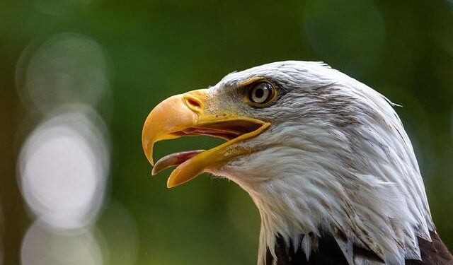 Jersey Proud: Bald eagle egg at Duke Farms hatches – News 12 New Jersey