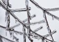 Snow will slowly melt this week in Latvia / Article – Eng.Lsm.lv