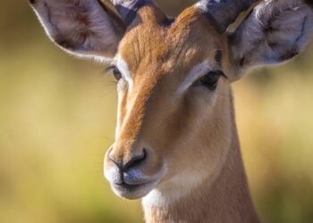 A weird antelope that looks like something out of Star Wars has reclaimed the remote Kazakhstan steppe – BBC Discover Wildlife