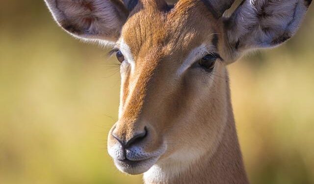 A weird antelope that looks like something out of Star Wars has reclaimed the remote Kazakhstan steppe – BBC Discover Wildlife