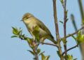 Hybrid Willow Warbler population discovered in Finnish islands – Birdguides