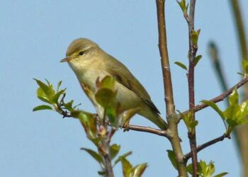 Hybrid Willow Warbler population discovered in Finnish islands – Birdguides