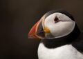 How a puffin patrol in Iceland is saving the iconic seabirds – Science News Magazine