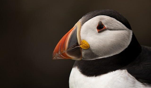 How a puffin patrol in Iceland is saving the iconic seabirds – Science News Magazine