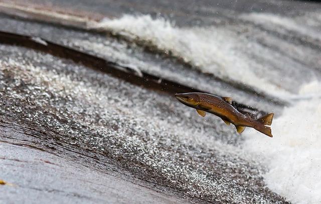 The Resurgence of Salmon Farming in the Faroe Islands