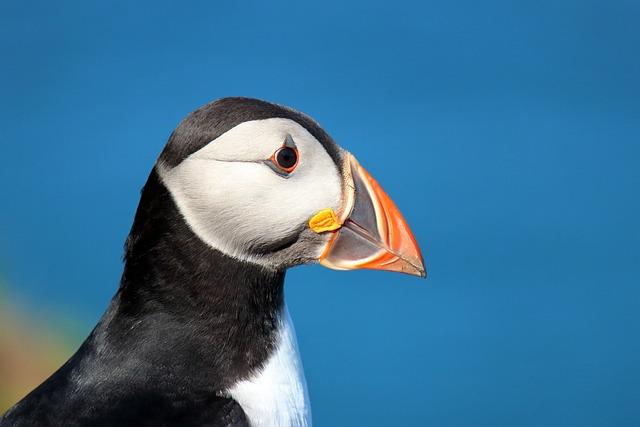 Role of Puffin Patrols in Conservation Efforts