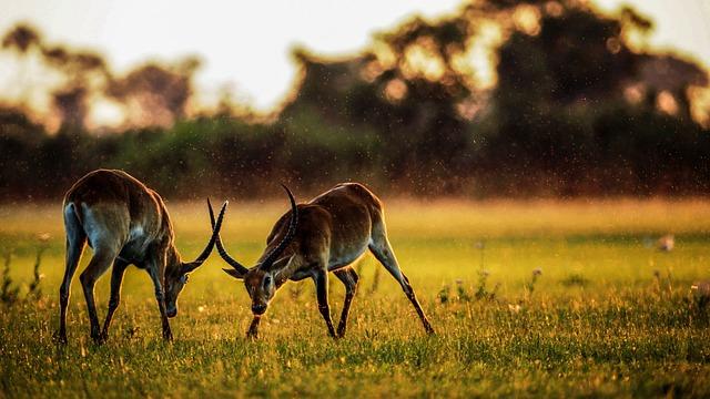 The Fascinating Adaptations of the Kazakhstan Antelope