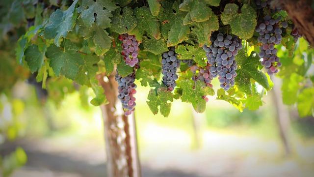 Environmental Considerations for Sustainable Vineyard Practices