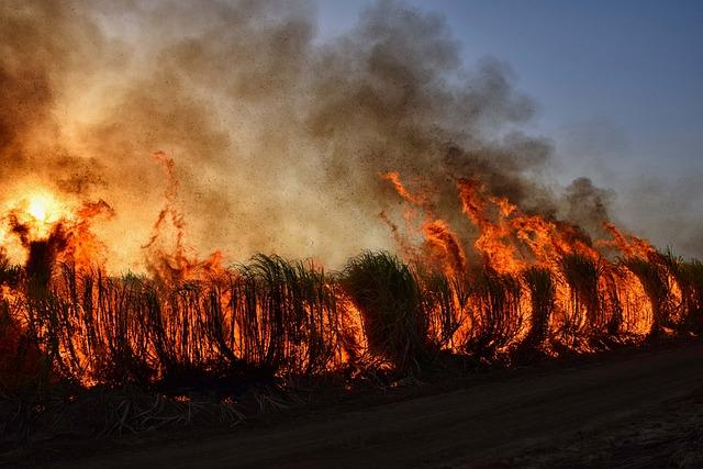 International Collaboration: Strengthening regional Efforts Against Wildfire Risks