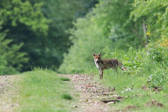 Future Implications for the Ecosystem and Local Communities