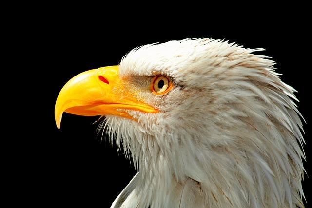 Celebrating New Life: The Hatching of a Bald Eagle Egg in New Jersey