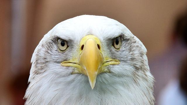 A Symbol of Hope: The Role of Bald Eagles in New Jerseys Ecosystem Recovery