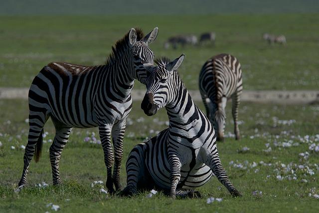 Safeguarding Biodiversity: The Role of Local Communities