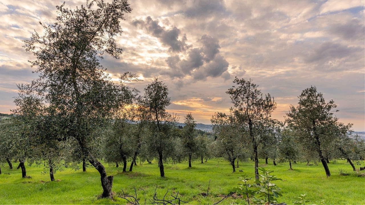 Reinvigorating Olive Groves Through Sustainable Practices