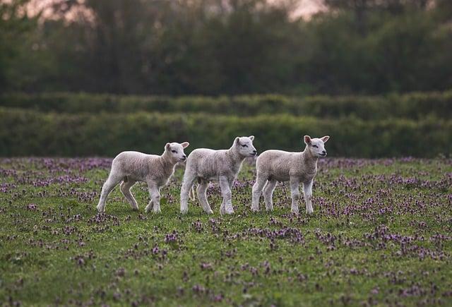 Exploring the Historical Significance of Sheep Farming in the Faroe Islands