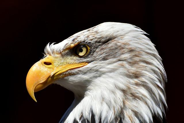 Protecting the Future: Recommended practices for Supporting Bald Eagle Populations