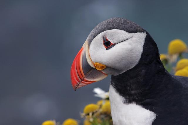 The science Behind Puffin Behaviour and Habitat Needs