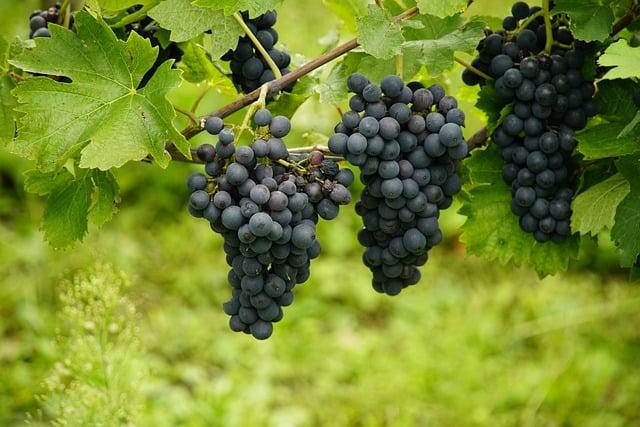 Key Grape Varieties‌ and‍ Their Unique Characteristics