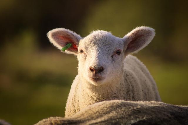 A Day in the Life of a Sheep Shearer in Sjeyndir