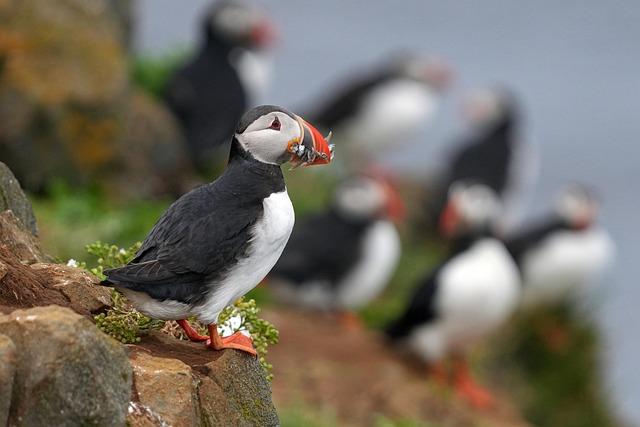 Future Directions for Puffin Protection and Recovery