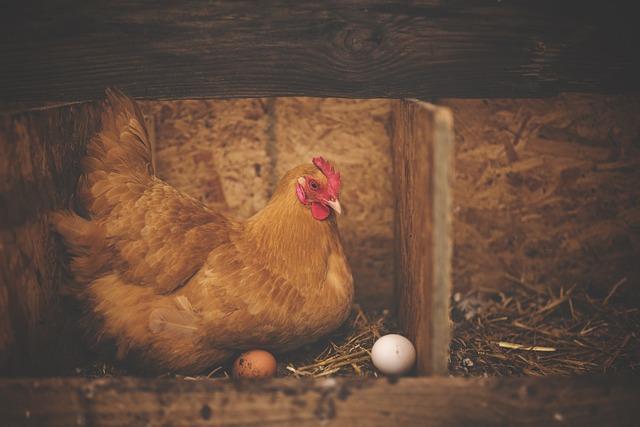 The Economic Impact of Utilizing Retired Hens‍ in Agronomy