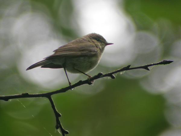 Ecological Significance of⁤ Hybridization ‌in Bird ‌Populations