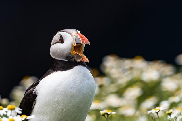 Understanding the Threats Facing Puffins in Iceland