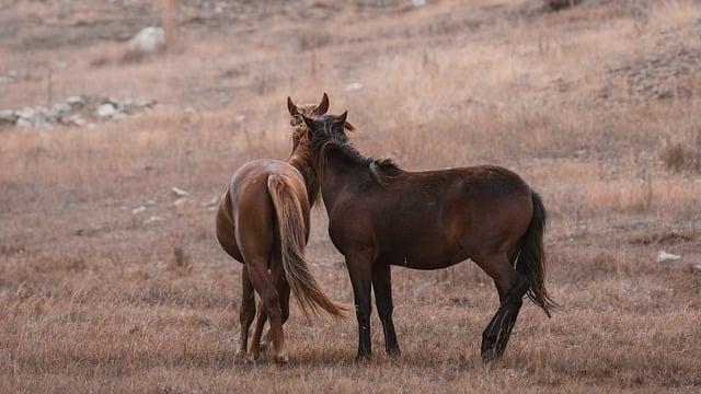 Restoration Efforts: Bringing the Steppe Back to Life