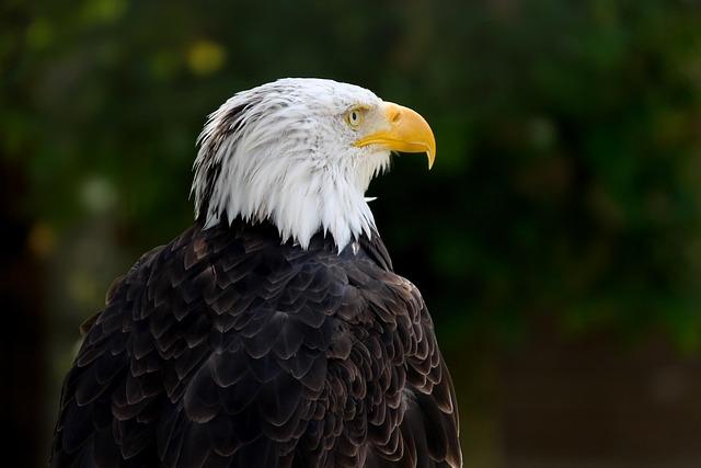 Jersey Thrives: The Significance of Bald Eagle Conservation at Duke Farms