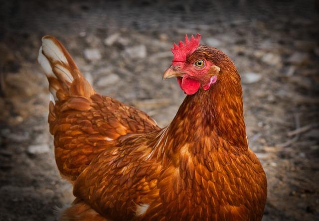 Retired hens are​ living their best ​lives, and helping save Cyprus’ olive groves - KNEWS - The⁢ English Edition of Kathimerini Cyprus