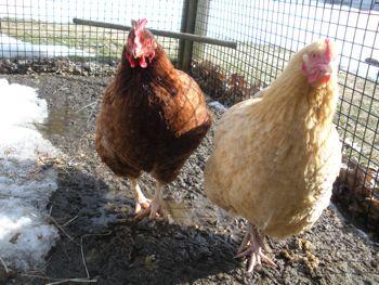 Retired hens revitalize Cyprus olive groves - Yahoo