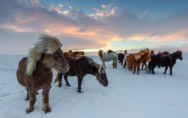 Cultural Experiences: Embracing Icelandic Traditions