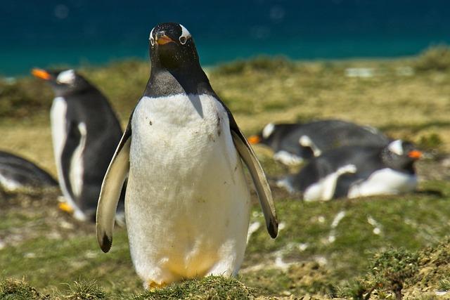 Public Sentiment in the Falkland Islands and Gibraltar: voices from the Ground