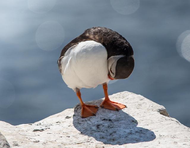 Innovative strategies for Monitoring Puffin Populations