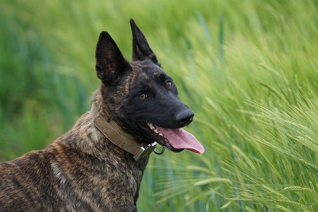 The Role of K9s in Combating ​Drug trafficking