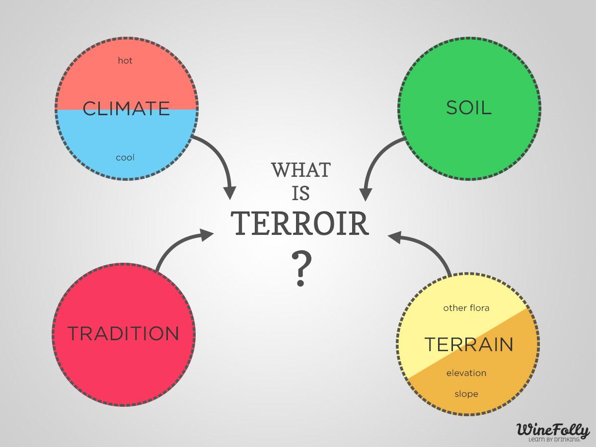 Elevating Quality: The Role of Terroir in austrian Wine Production