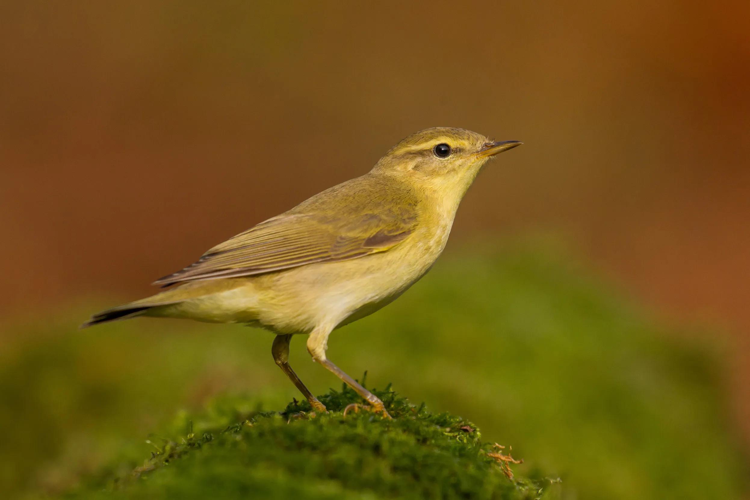 Monitoring Techniques for ⁤Tracking Willow Warbler‍ Hybrids