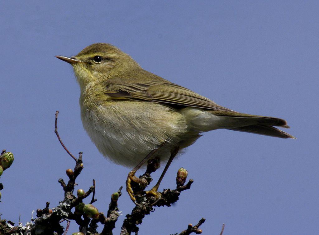 Discovery‍ of hybrid Willow Warblers in Finnish Islands