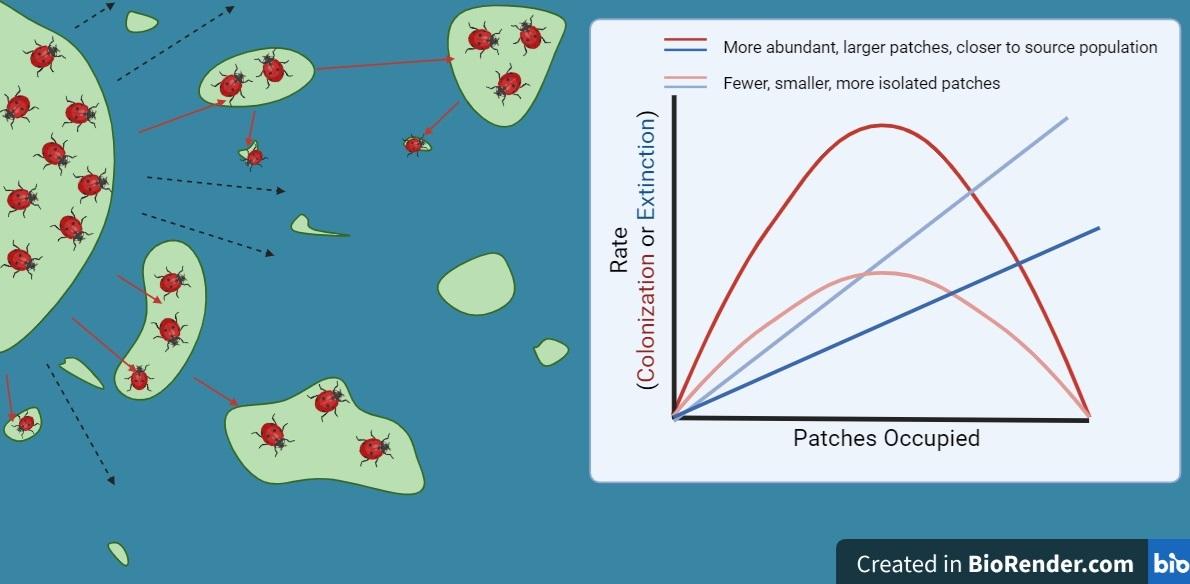 Future Research Directions to ⁣Enhance​ Metapopulation‍ Resilience