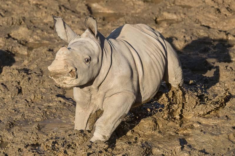 baby White Rhino Nova Captivates Visitors at Pairi Daiza Zoo