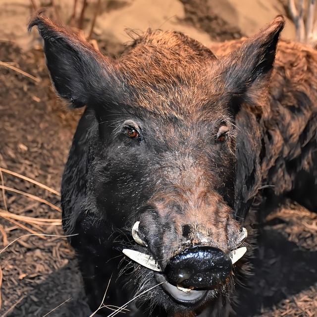 Unraveling the Myths of Southern Italy’s Wild Boar